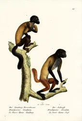 Bearded Saki, 1824 